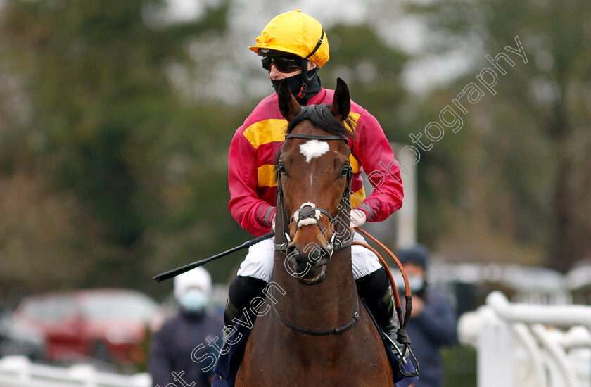 Expect-To-Succeed-0002 
 EXPECT TO SUCCEED (Jack Mitchell)
Lingfield 27 Jan 2021 - Pic Steven Cargill / Racingfotos.com