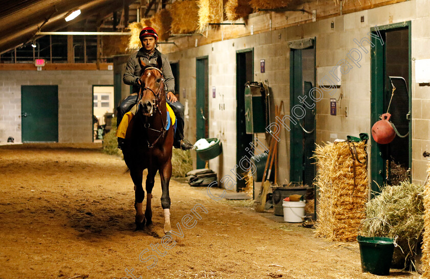 Flightline-0003 
 FLIGHTLINE training for the Breeders' Cup Classic
Keeneland USA 1 Nov 2022 - Pic Steven Cargill / Racingfotos.com