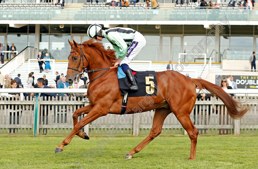 Like-A-Tiger-0001 
 LIKE A TIGER (Daniel Muscutt)
Newmarket 22 Sep 2022 - Pic Steven Cargill / Racingfotos.com