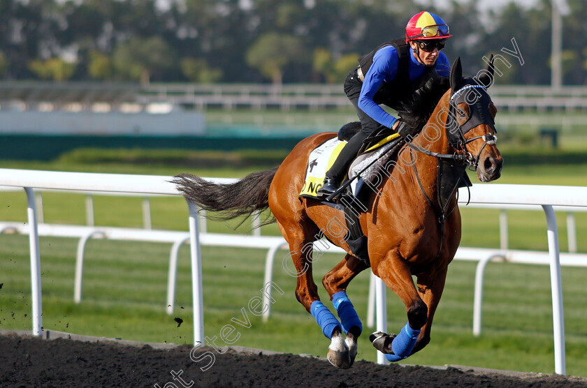 Lord-North-0001 
 LORD NORTH (Frankie Dettori) training for The Dubai Turf
Meydan Dubai 27 Mar 2024 - Pic Steven Cargill / Racingfotos.com