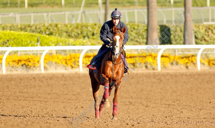 Billesdon-Brook-0002 
 BILLESDON BROOK training for the Breeders' Cup Filly & Mare Turf
Santa Anita USA 30 Oct 2019 - Pic Steven Cargill / Racingfotos.com