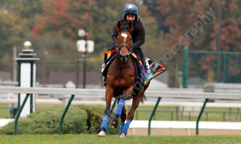 Enable-0006 
 ENABLE exercising ahead of the Breeders' Cup Turf
Churchill Downs 30 Oct 2018 - Pic Steven Cargill / Racingfotos.com