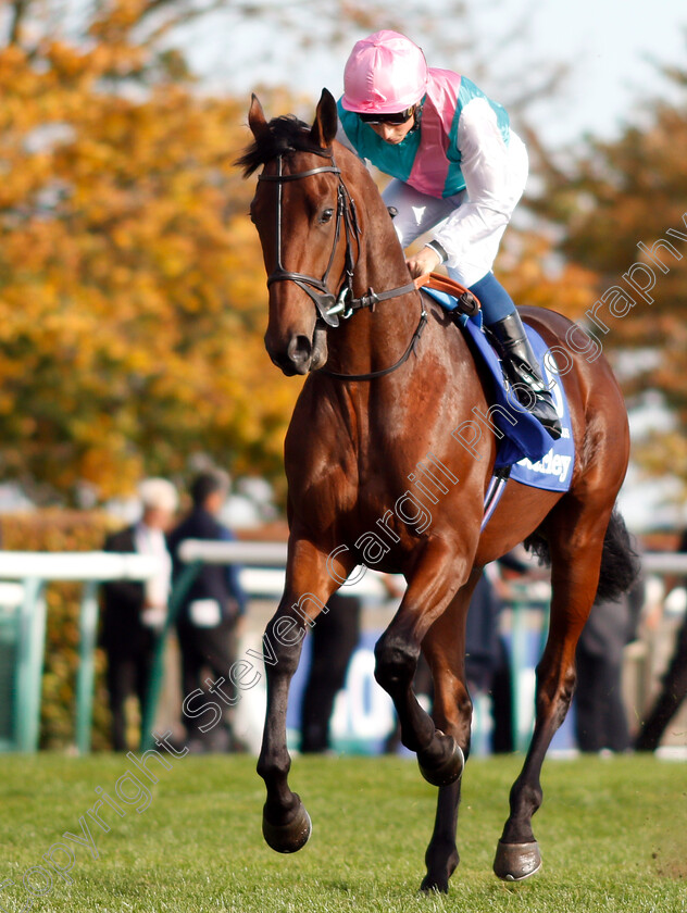 Sangarius-0002 
 SANGARIUS (William Buick)
Newmarket 13 Oct 2018 - Pic Steven Cargill / Racingfotos.com