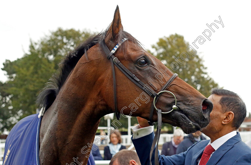 Alyanaabi-0009 
 ALYANAABI winner of The Tattersalls Stakes
Newmarket 28 Sep 2023 - Pic Steven Cargill / Racingfotos.com