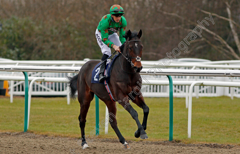 Deliberator-0001 
 DELIBERATOR (Martin Harley) Lingfield 6 Dec 2017 - Pic Steven Cargill / Racingfotos.com