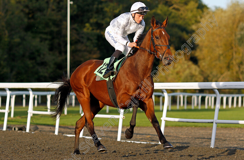 Undomiel 
 UNDOMIEL (William Carver)
Kempton 6 Oct 2021 - Pic Steven Cargill / Racingfotos.com