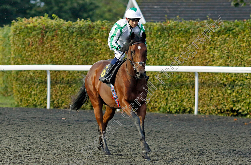 Le-Pelerin-0001 
 LE PELERIN (Marco Ghiani)
Kempton 6 Sep 2024 - Pic Steven Cargill / Racingfotos.com