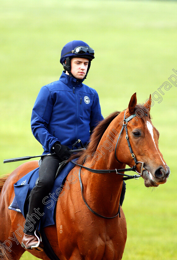 Redkirk-Warrior-0012 
 Australian trained REDKIRK WARRIOR on the gallops in Newmarket ahead of his Royal Ascot challenge
Newmarket 14 Jun 2018 - Pic Steven Cargill / Racingfotos.com