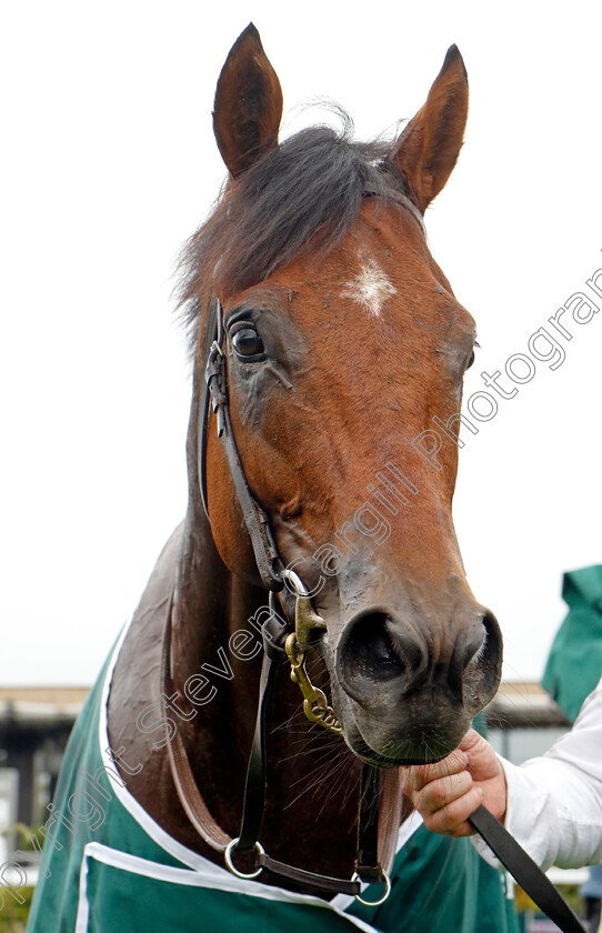 Henry-Longfellow-0010 
 HENRY LONGFELLOW winner of The Goffs Vincent O'Brien National Stakes
The Curragh 10 Sep 2023 - Pic Steven Cargill / Racingfotos.com