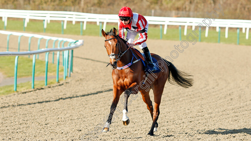 Toro-Dorado-0001 
 TORO DORADO (Luke Morris) before The Bombardier Golden Beer Handicap
Lingfield 8 Feb 2020 - Pic Steven Cargill / Racingfotos.com