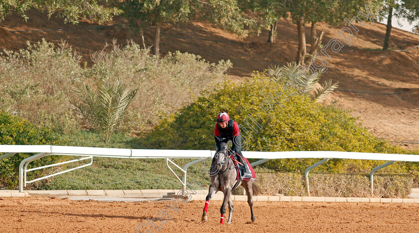 Lake-Causeway-0001 
 LAKE CAUSEWAY preparing for The Saudi Cup
Riyadh Racetrack, Kingdom Of Saudi Arabia, 27 Feb 2020 - Pic Steven Cargill / Racingfotos.com