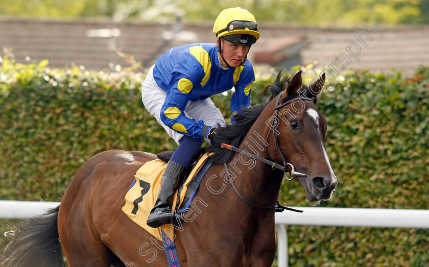 Ridgeway-Redwing-0001 
 RIDGEWAY REDWING (George Bass)
Kempton 12 Jun 2024 - Pic Steven Cargill / Racingfotos.com