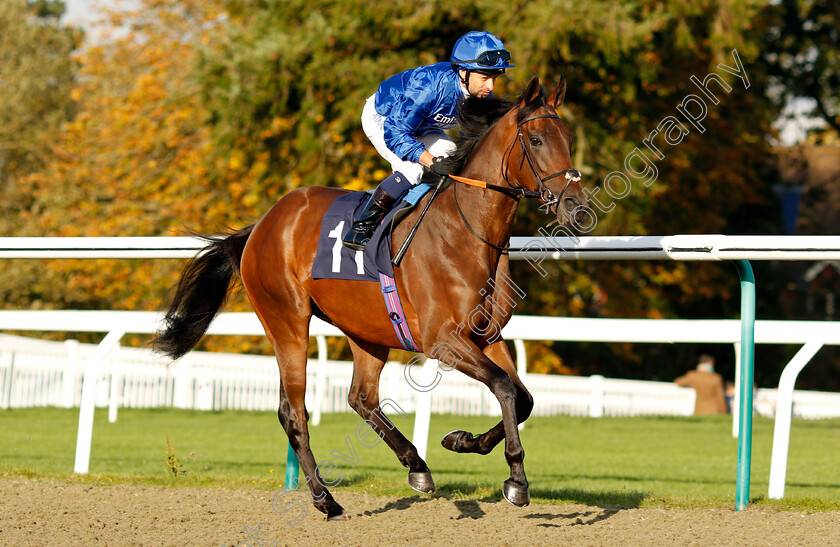 Night-Of-Luxury-0002 
 NIGHT OF LUXURY (Silvestre De Sousa)
Lingfield 28 Oct 2021 - Pic Steven Cargill / Raingfotos.com