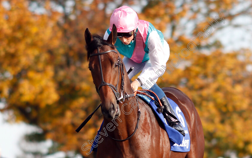 Sangarius-0003 
 SANGARIUS (William Buick)
Newmarket 13 Oct 2018 - Pic Steven Cargill / Racingfotos.com