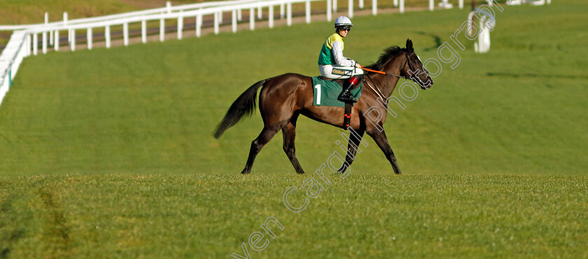 Hillcrest-0001 
 HILLCREST (Sam Twiston-Davies)
Cheltenham 14 Dec 2024 - Pic Steven Cargill / Racingfotos.com