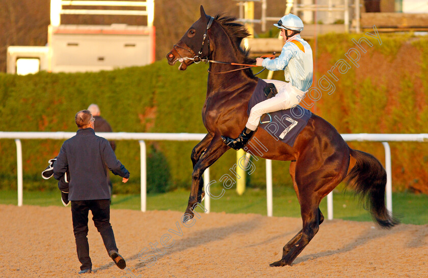 No-Nay-Bella-0004 
 NO NAY BELLA (Stefano Cherchi) plays up on the way to the start before finishing unplaced
Wolverhampton 3 Jan 2020 - Pic Steven Cargill / Racingfotos.com