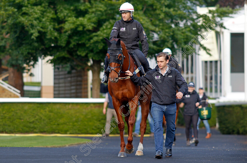 Nature-Strip-0004 
 NATURE STRIP - Australia to Ascot, preparing for the Royal Meeting.
Ascot 10 Jun 2022 - Pic Steven Cargill / Racingfotos.com