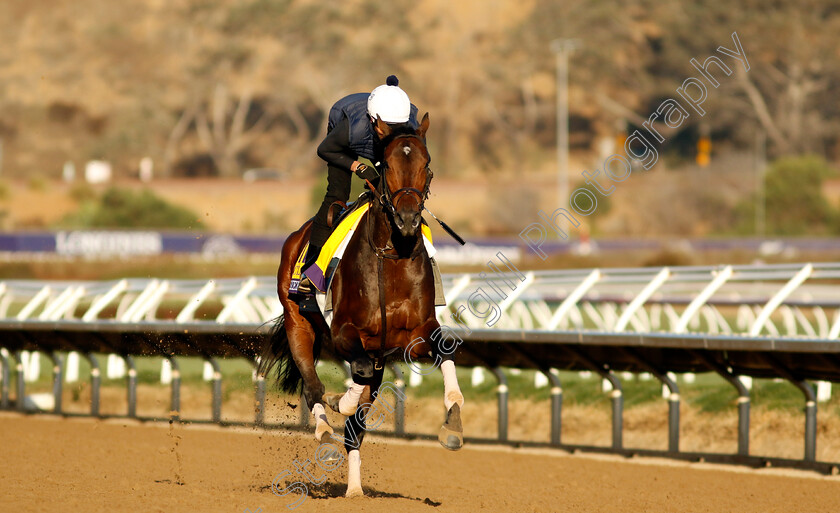 Sierra-Leone-0001 
 SIERRA LEONE training for the Breeders' Cup Classic
Del Mar USA 31 Oct 2024 - Pic Steven Cargill / Racingfotos.com