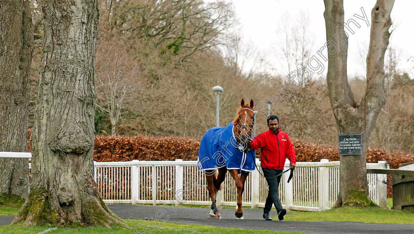 Waleefy-0004 
 WALEEFY 
Lingfield 23 Dec 2023 - Pic Steven Cargill / Racingfotos.com