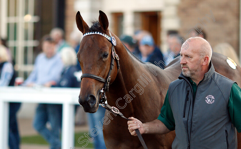 Lot-0325-colt-by-Dubawi-x-Dar-Re-Mi-0009 
 Lot 325 a colt by Dubawi x Dar Re Mi before selling at Tattersalls Yearling Sale Book1 for 3.5million guineas
Newmarket 10 Oct 2018 - Pic Steven Cargill / Racingfotos.com