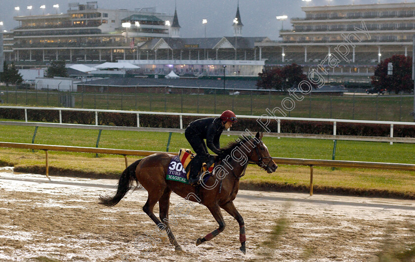 Magical-0001 
 MAGICAL exercising ahead of The Breeders' Cup Turf
Churchill Downs USA 1 Nov 2018 - Pic Steven Cargill / Racingfotos.com