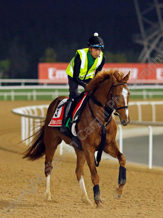 Derma-Sotogake-0001 
 DERMA SOTOGAKE training for The Dubai World Cup
Meydan Dubai 28 Mar 2024 - Pic Steven Cargill / Racingfotos.com