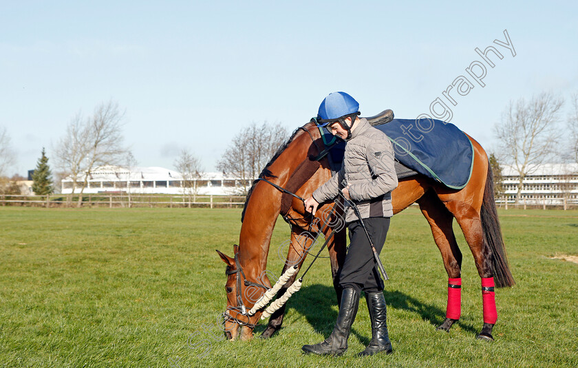 Honeysuckle-0012 
 HONEYSUCKLE after exercise on the eve of the Cheltenham Festival
Cheltenham 14 Mar 2022 - Pic Steven Cargill / Racingfotos.com