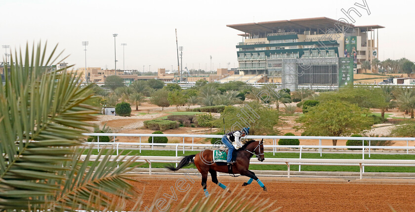 Senor-Buscador-0001 
 SENOR BUSCADOR training for The Saudi Cup
King Abdulaziz Racetrack, Saudi Arabia 22 Feb 2024 - Pic Steven Cargill / Racingfotos.com