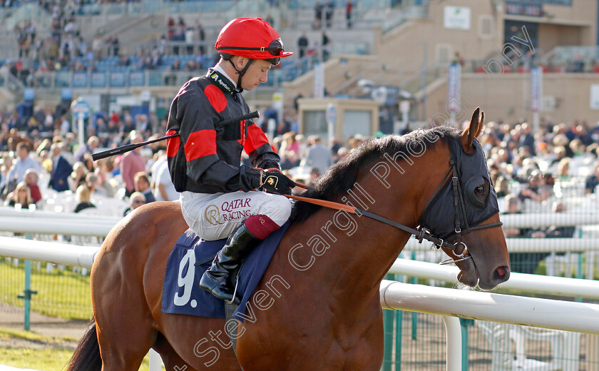 Rare-Change-0001 
 RARE CHANGE (Oisin Murphy)
Doncaster 13 Sep 2024 - Pic Steven Cargill / Racingfotos.com