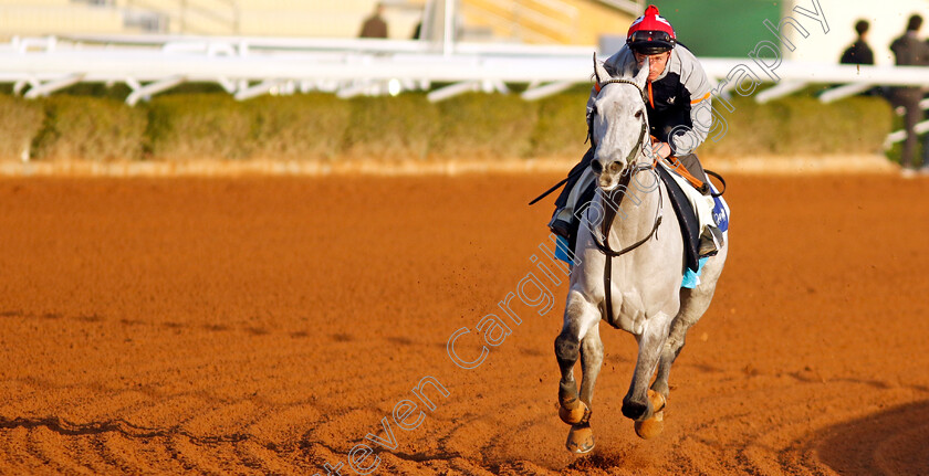 Art-Power-0003 
 ART POWER (David Allan) training for The 1351 Turf Sprint
King Abdulaziz Racecourse, Saudi Arabia 21 Feb 2024 - Pic Steven Cargill / Racingfotos.com