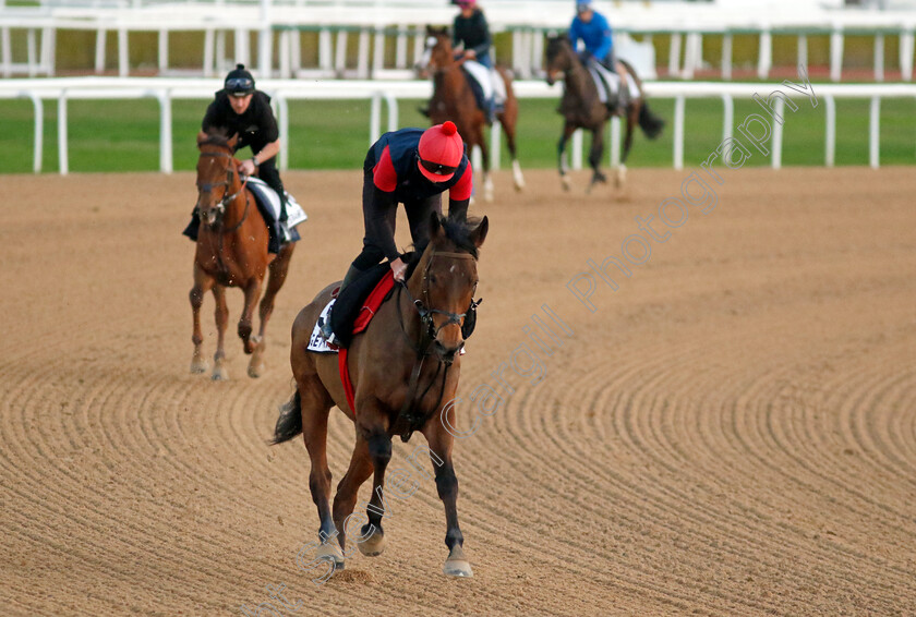 Get-Shirty-0002 
 GET SHIRTY training at the Dubai World Cup Carnival
Meydan 5 Jan 2023 - Pic Steven Cargill / Racingfotos.com