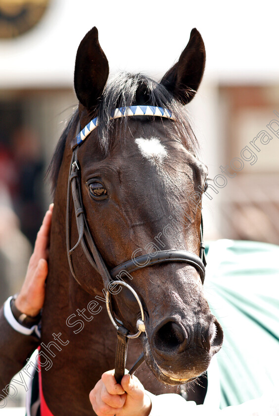 Mohaather-0013 
 MOHAATHER after The Watership Down Stud Greenham Stakes
Newbury 13 Apr 2019 - Pic Steven Cargill / Racingfotos.com