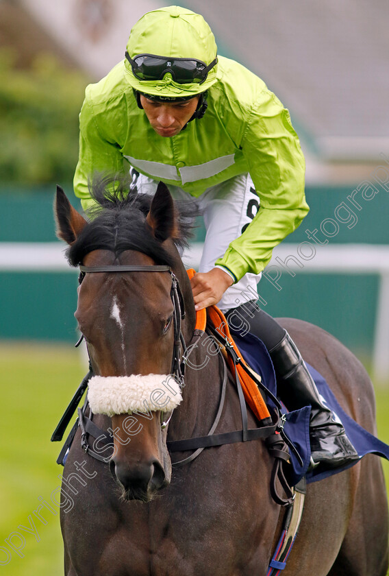 Dubai-Jewel-0001 
 DUBAI JEWEL (Sean Levey)
Yarmouth 13 Sep 2022 - Pic Steven Cargill / Racingfotos.com