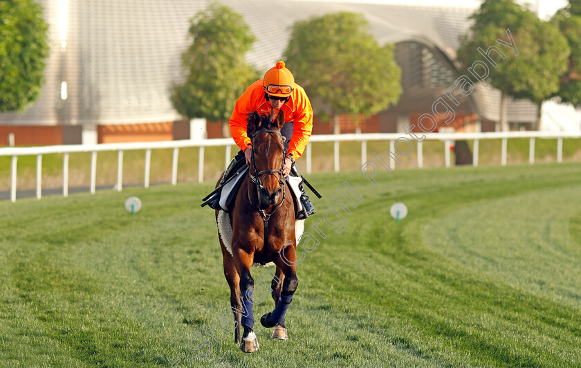 My-Oberon-0001 
 MY OBERON training for The Dubai Turf
Meydan, Dubai, 24 Mar 2022 - Pic Steven Cargill / Racingfotos.com