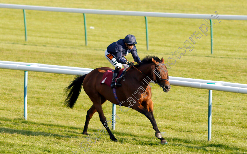 Nayel-0004 
 NAYEL (Silvestre De Sousa) wins The Armstrong Family Support The ABF Handicap
Haydock 26 May 2018 - Pic Steven Cargill / Racingfotos.com