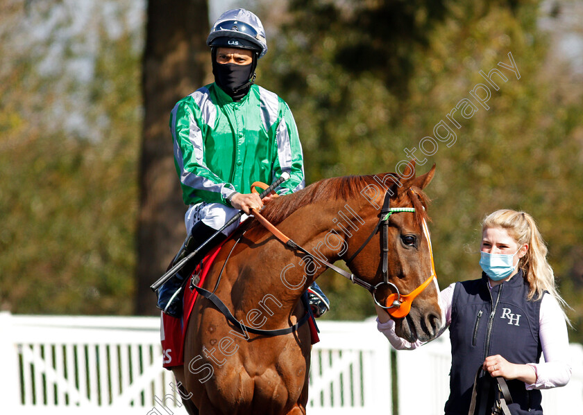 Arafi-0001 
 ARAFI (Sean Levey)
Lingfield 2 Apr 2021 - Pic Steven Cargill / Racingfotos.com