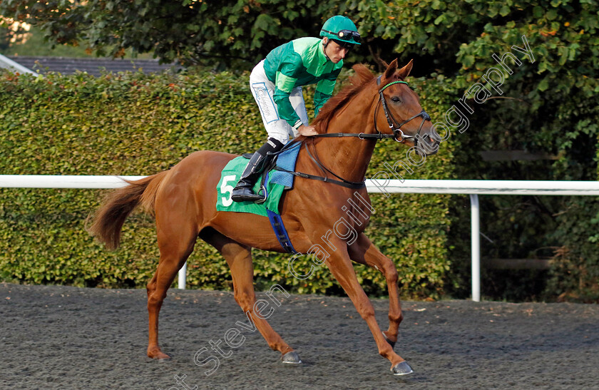 Birkin-0001 
 BIRKIN (Kieran Shoemark)
Kempton 28 Aug 2024 - Pic Steven Cargill / Racingfotos.com