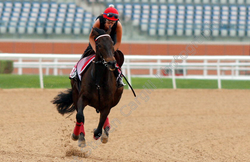 Prince-Of-Arran-0001 
 PRINCE OF ARRAN training for the Dubai Gold Cup
Meydan 27 Mar 2019 - Pic Steven Cargill / Racingfotos.com