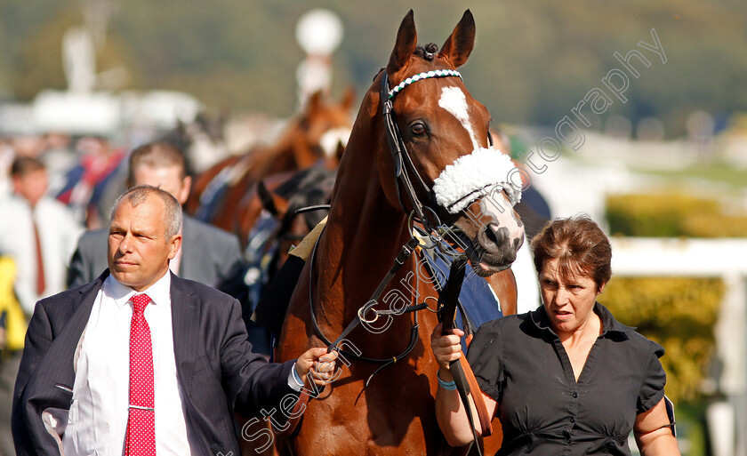 Dashing-Willoughby-0001 
 DASHING WILLOUGHBY 
Doncaster 14 Sep 2019 - Pic Steven Cargill / Racingfotos.com