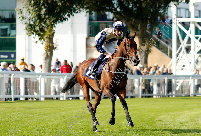 Molten-Rock-0002 
 MOLTEN ROCK (Clifford Lee)
Yarmouth 18 Sep 2024 - Pic Steven Cargill / Racingfotos.com