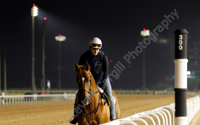 Nakatomi-0001 
 NAKATOMI training for The Golden Shaheen
Meydan Dubai 28 Mar 2024 - Pic Steven Cargill / Racingfotos.com