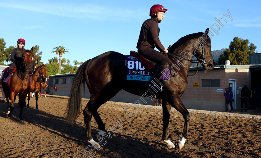 Mountain-Bear-0001 
 MOUNTAIN BEAR training for the Breeders' Cup Juvenile Turf
Santa Anita USA, 1 Nov 2023 - Pic Steven Cargill / Racingfotos.com