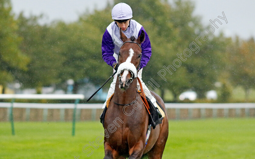 Candyman-Stan-0003 
 CANDYMAN STAN (Oisin Murphy)
Newmarket 26 Sep 2024 - pic Steven Cargill / Racingfotos.com