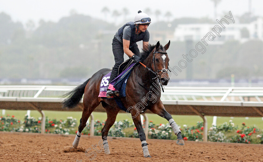 Madeline-0001 
 MADELINE training for The Breeders' Cup Juvenile Fillies Turf at Del Mar USA 31 Oct 2017 - Pic Steven Cargill / Racingfotos.com