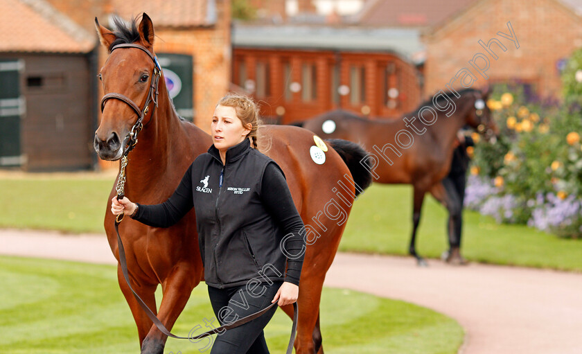 Tattersalls-0005 
 Yearlings parading at Tattersalls Sales
Newmarket 10 Oct 2019 - Pic Steven Cargill / Racingfotos.com