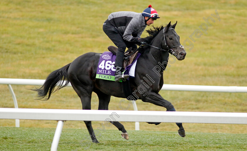 Pogo-0002 
 POGO training for the Breeders' Cup Mile
Keeneland USA 2 Nov 2022 - Pic Steven Cargill / Racingfotos.com