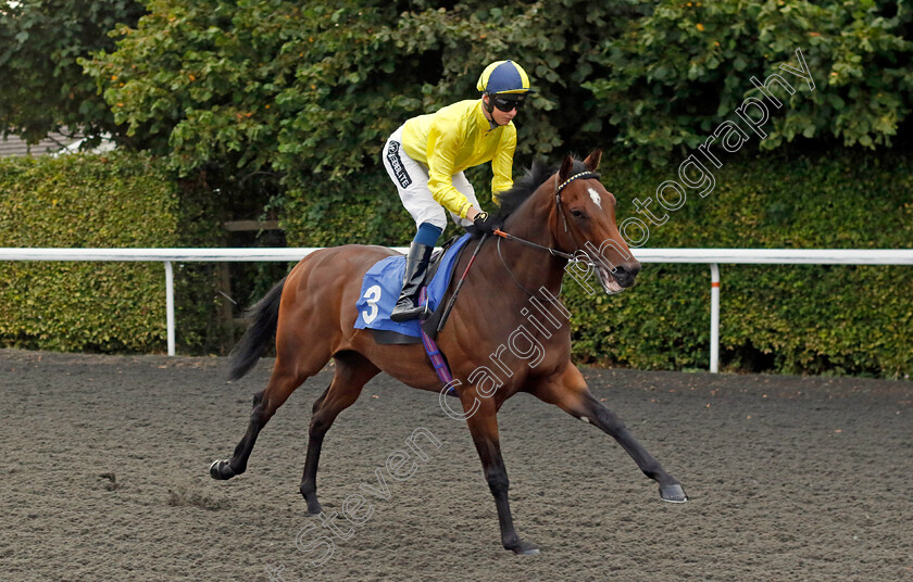 Dooley-0001 
 DOOLEY (William Cox)
Kempton 28 Aug 2024 - Pic Steven Cargill / Racingfotos.com