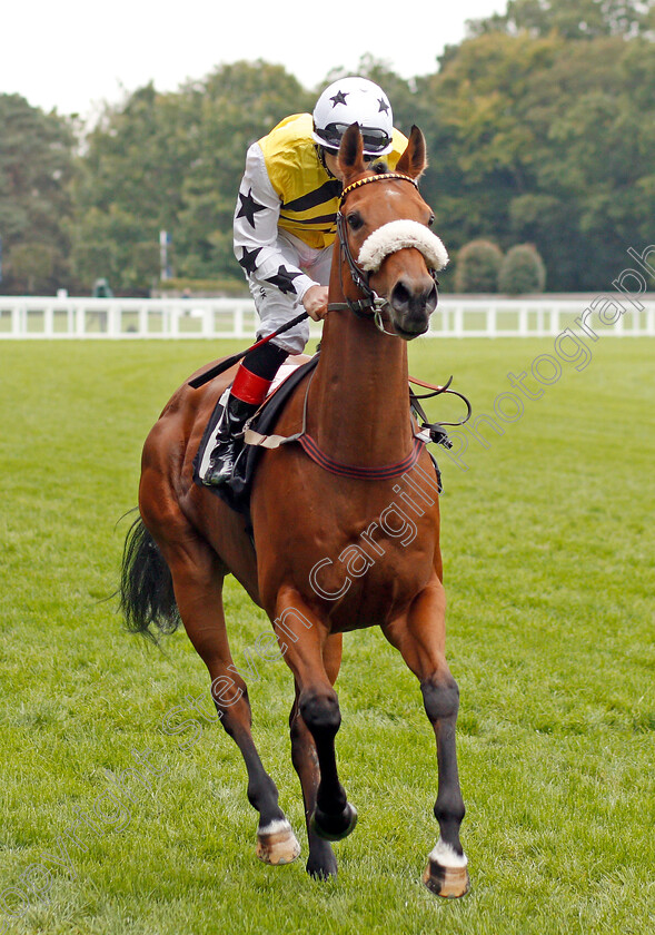 Dakota-Gold-0001 
 DAKOTA GOLD (Connor Beasley) before The UK Hi-Fi Show Live Rous Stakes
Ascot 5 Oct 2019 - Pic Steven Cargill / Racingfotos.com