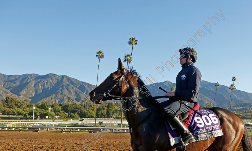 Cherry-Blossom-0001 
 CHERRY BLOSSOM training for The Breeders' Cup Juvenile Turf Sprint
Santa Anita USA, 31 October 2023 - Pic Steven Cargill / Racingfotos.com