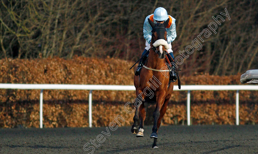 Mordred-0002 
 MORDRED (George Rooke)
Kempton 2 Mar 2022 - Pic Steven Cargill / Racingfotos.com